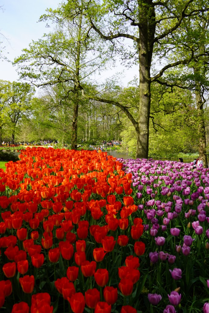 Keukenhof Gardens, Holland